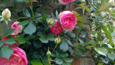 ROSE RAMPICANTI / CLIMBING ROSES / ROSES GRIMPANTES – Parte 2