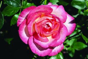 rose-rampicanti-climbing-roses-roses-grimpantes