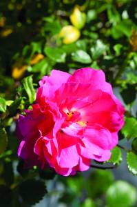 rose-tappezzanti-groundcover-roses-roses-tapissantes