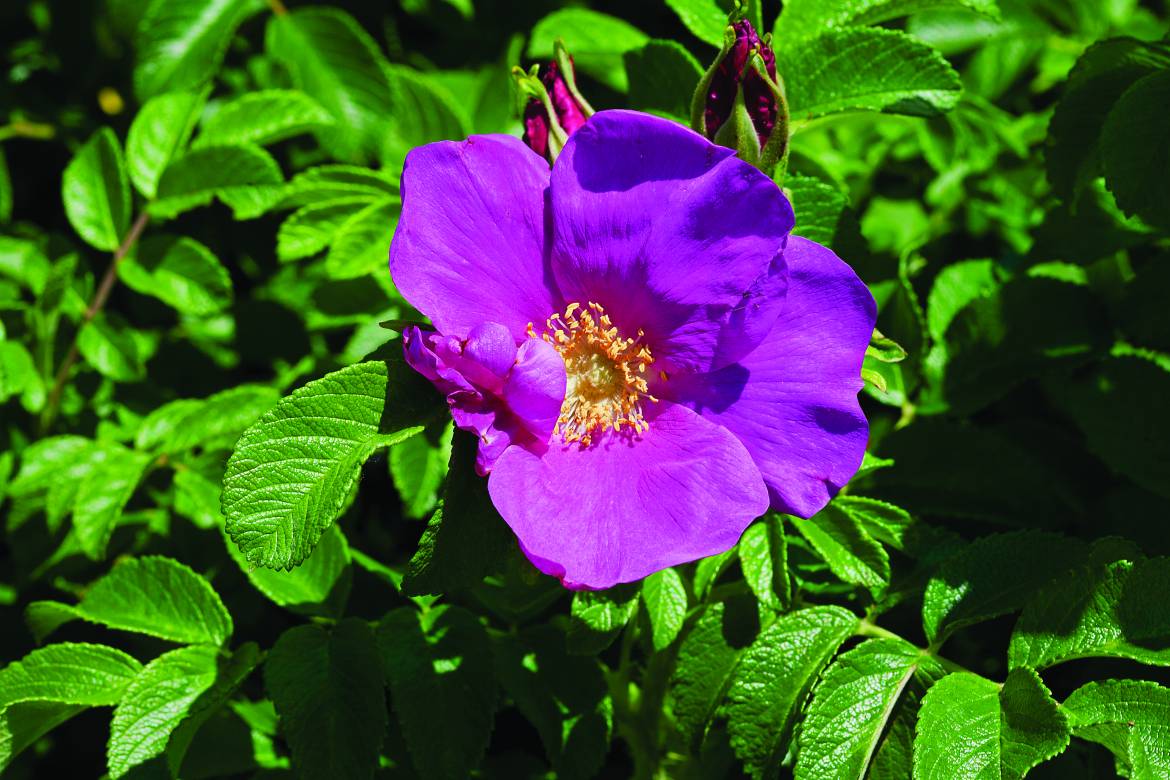 Rosa-rugosa-Rubra002.jpg