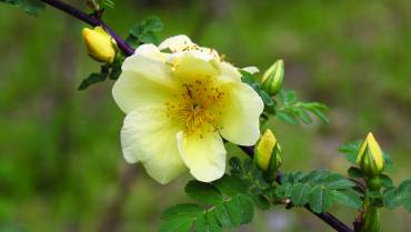 ROSE SELVATICHE / WILD ROSES / ROSES SAUVAGES