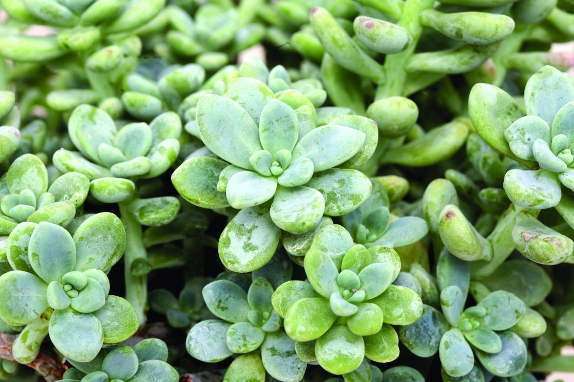 Sedum-commixtum-007.jpg