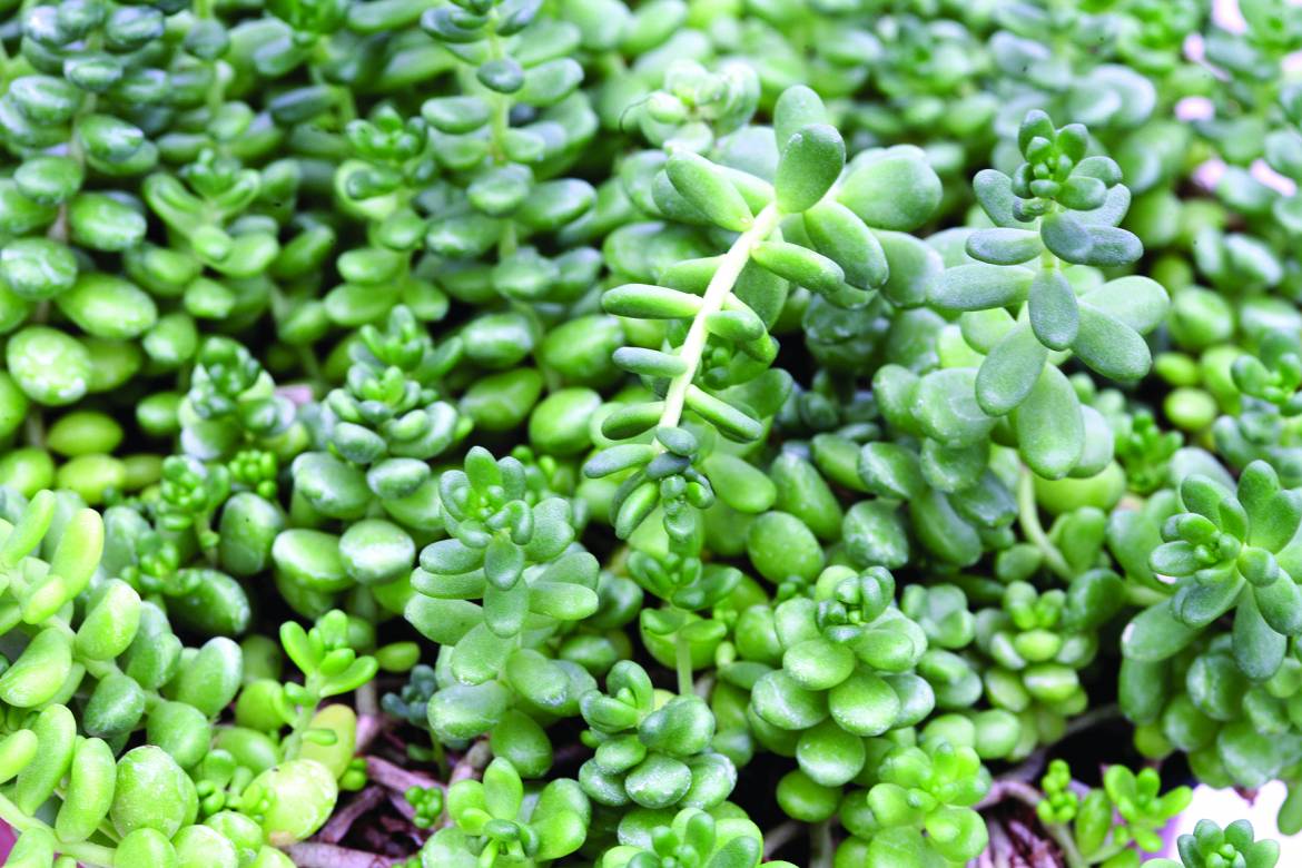 Sedum-nudum-008.jpg