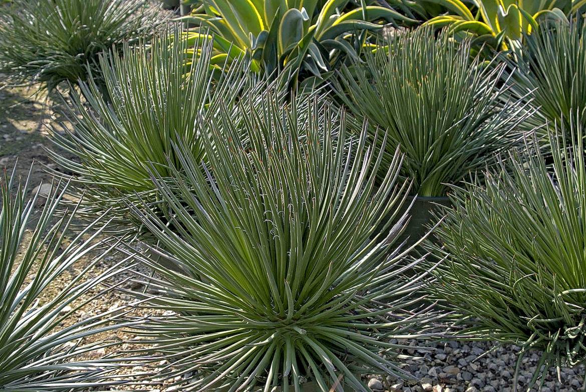 agave-geminifolia-470.jpg