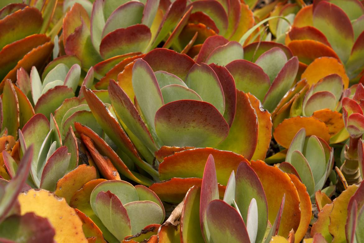 day-46-3653-kalanchoe-thyrsiflora.jpg